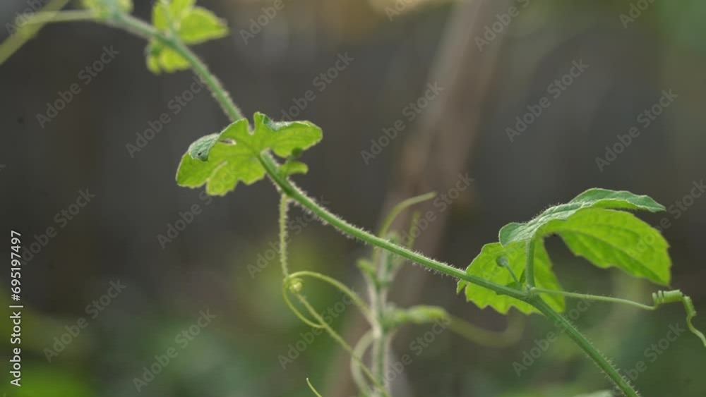 Panning of cerasee vines in garden kerala bitter melon plant with kerala hanging from vines used to make herbal healthy teagood for weight loss Panning of cerasee vines in garden kerala bitter melon plant with kerala hanging from vines used to make herbal healthy teagood for weight loss