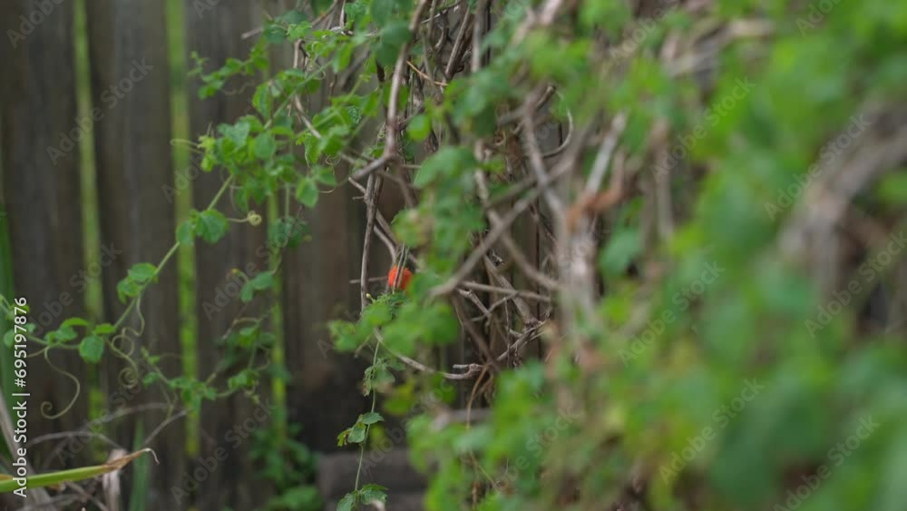 Nice shot of Cerasee kerala bitter melon plant with kerala hanging from vines used to make herbal healthy tea good for weight loss