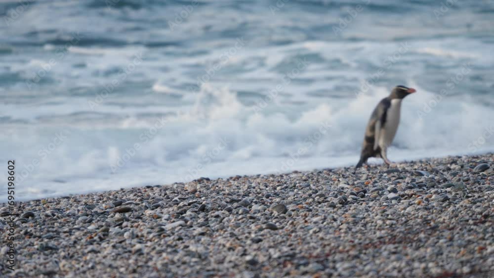 Native Fiordland Penguin On The Seacoast With Crashing Waves During Sunset In West Coast, New Zealand. Selective Focus Shot Native Fiordland Penguin On The Seacoast With Crashing Waves During Sunset In West Coast, New Zealand. Selective Focus Shot