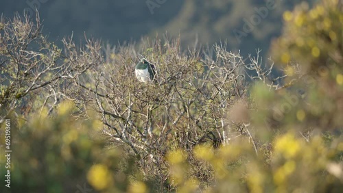 New Zealand Pigeon Resting On Leafless Bush Plant In Distance. Selective Focus Shot photo