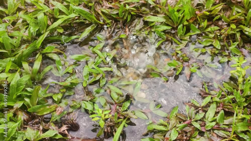 pan shot of raindrops on the grass pan shot of raindrops on the grass