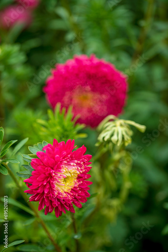 nice flowers in the garden