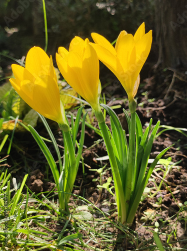 yellow blooming crocuses in sunlight