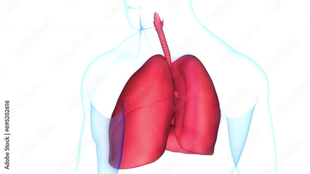 Human Respiratory System Lungs Anatomy Animation Concept Human Respiratory System Lungs Anatomy Animation Concept