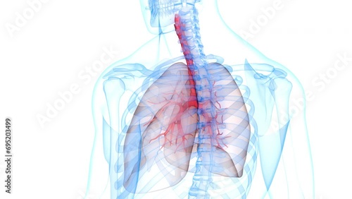 Human Respiratory System Lungs Anatomy Animation Concept photo