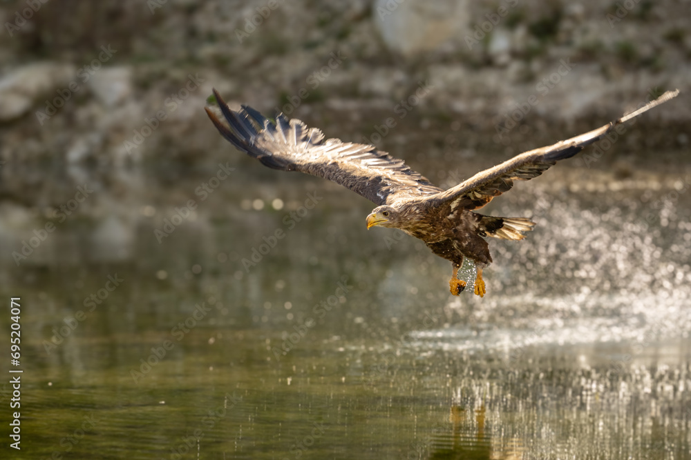 Fototapeta premium Golden Eagle, Aquila chrysaetos, big bird of prey lands on autumn meadow with outstretched wings against colorful evening sky in background. Close up eagle in autumn landscape, Europe.