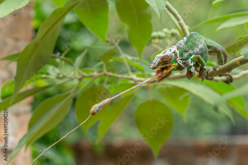 Beautiful green chameleon in madagascar