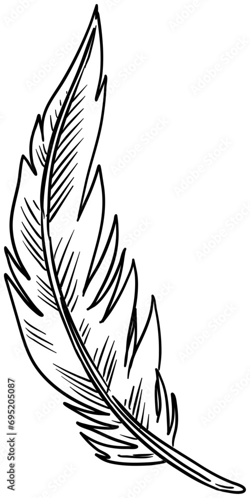 feather handdrawn illustration feather handdrawn illustration
