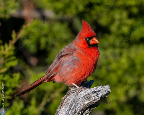 Male Northern Cardinal © David McGowen