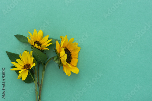 Sunflower backSunflower background flat lay. Minimalistic floral arrangement. The concept of Mother's Day International Women's Day Birthday. Gift card space for text. Green beautiful bground flat lay photo