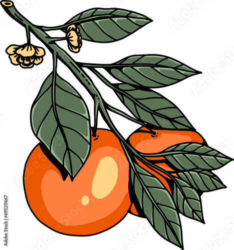 Hand Drawn Fruits Orange Illustrationc photo