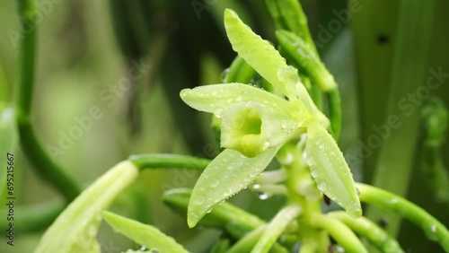 Spectacular closeup portrait of vanilla orchid flowering on plantation photo
