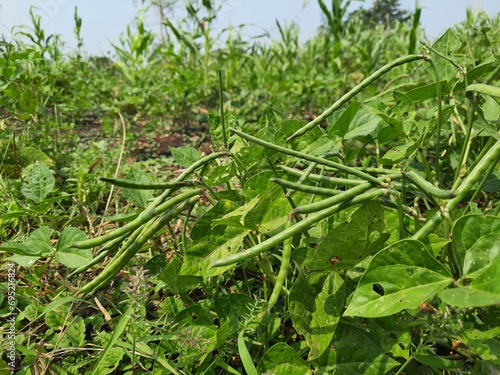 Scene from Indian cowpea farm.closeup of raw pods