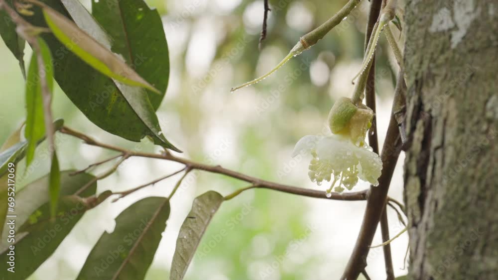 durian flower on tree with petals and stamen, tropical fruit flowering durian flower on tree with petals and stamen, tropical fruit flowering