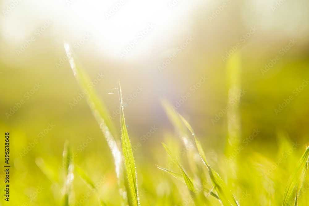 Sonnenschein durch Gras