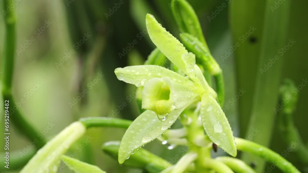 Beautiful portrait of vanilla planifolia flower with falling water droplets Beautiful portrait of vanilla planifolia flower with falling water droplets