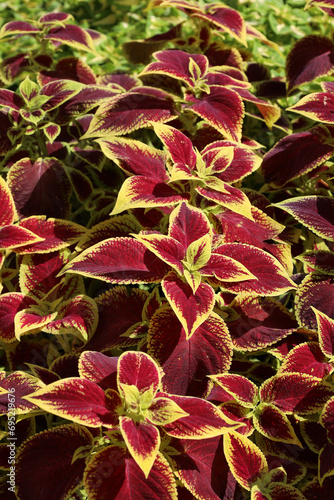 original coleus with red leaves and yellow edging is used for landscaping city streets