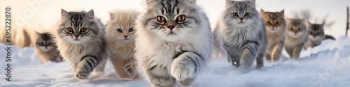 group of cats long narrow panoramic view in a dynamic pose running through fluffy snow, the onset of winter, December christmas nature photo