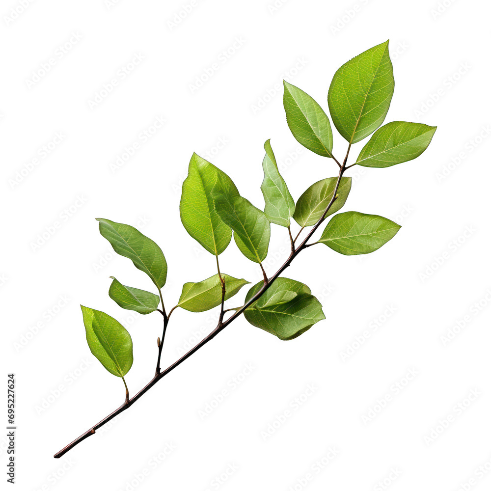 Obraz premium Twig with Spring Green Leaves Isolated on Transparent or White Background, PNG