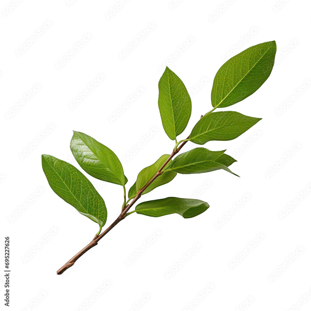 Fototapeta premium Green Twig with Leaves Isolated on Transparent or White Background, PNG