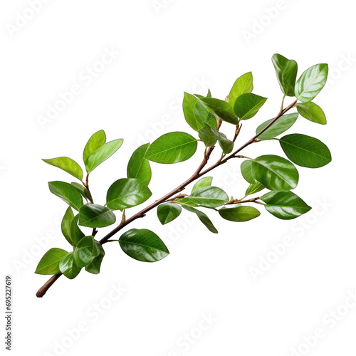 Twig with Spring Green Leaves Isolated on Transparent or White Background, PNG