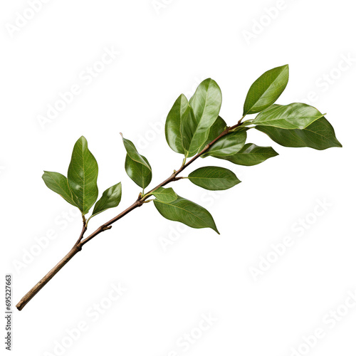 Twig with Green Leaves Isolated on Transparent or White Background, PNG
