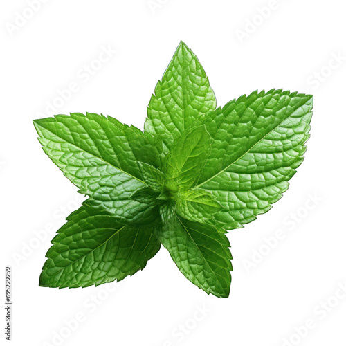 Mint Leaf Isolated on Transparent or White Background, PNG