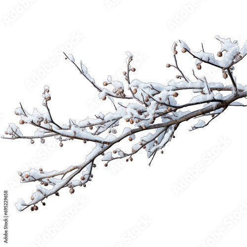 Snow-covered Branch Isolated on Transparent or White Background, PNG