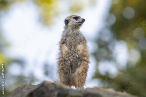 The meerkat (Suricata suricatta), portrait of suricate in lookout position. © Viliam