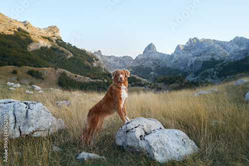 Nova Scotia Duck Tolling Retriever stands in wilderness  adventure embodied. The dog surveys the mountainous terrain  embodying the spirit of exploration