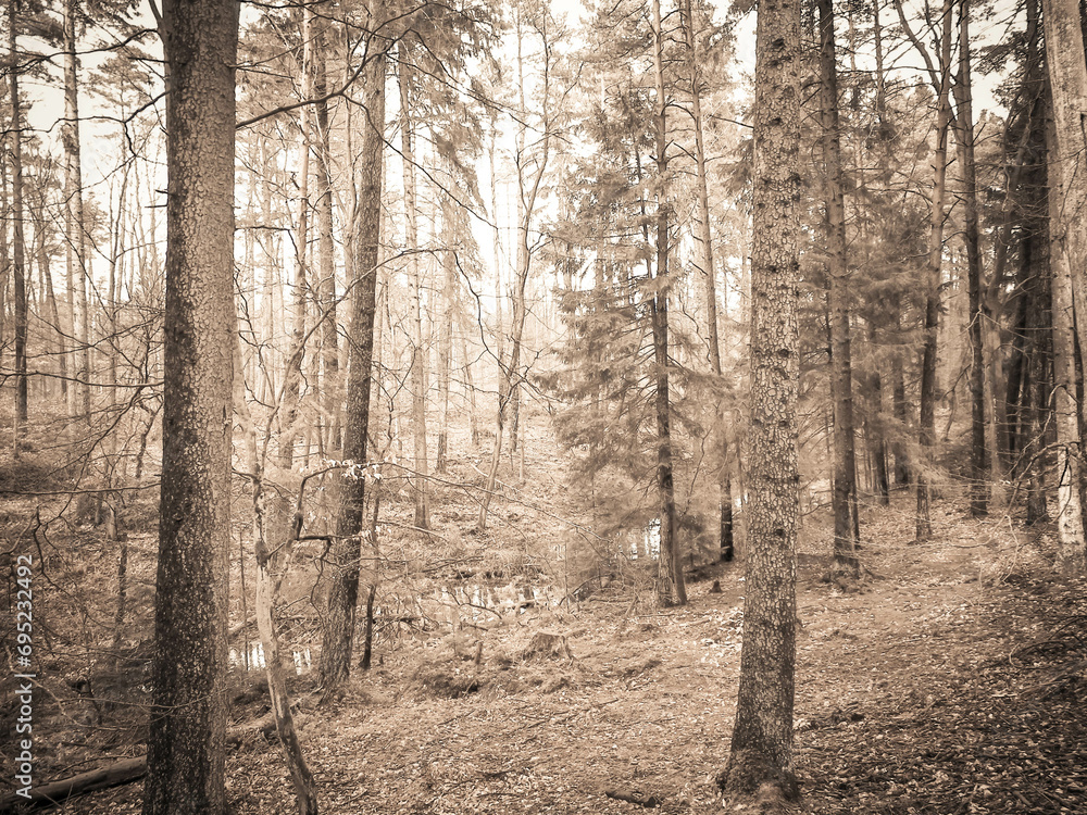 Naklejka premium The forest awakens again after the winter break.