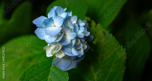 Foto Blaue Lilien im Hamburger Stadtpark