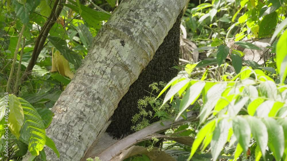 Natural beehive of apis dorsata or giant honey bee on tree in southeast asia Natural beehive of apis dorsata or giant honey bee on tree in southeast asia