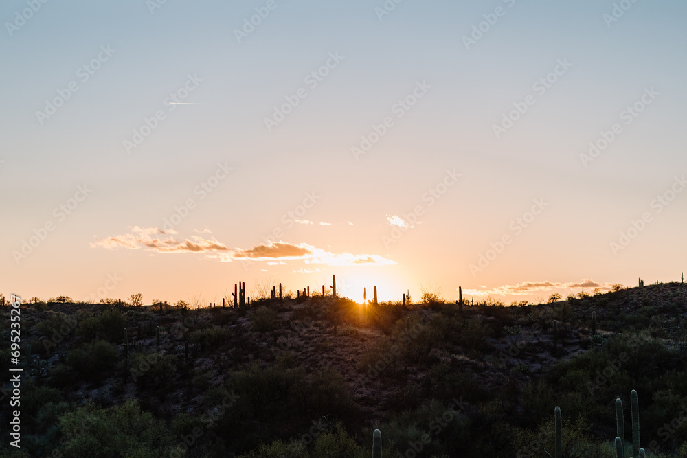 wide landscape view of cacti at Saguaro National Park