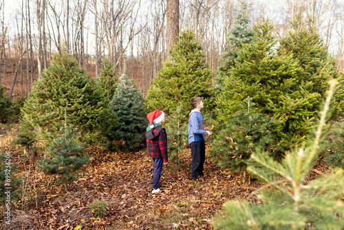 Two boys searching for family Christmas tree photo