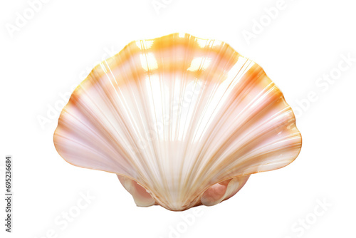 Seaside Elegance Decorating with Shimmering Shells Isolated On Transparent Background