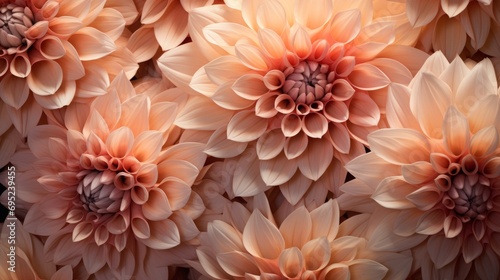 A close up of flowers, peach fuzz, orange and pink shades  © Katya