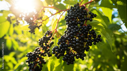 clusters fruit black elderberry in garden in sun light (sambucus nigra). generative ai photo