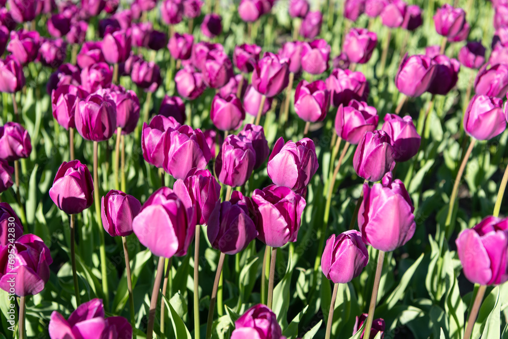 image of tulip nature flower. tulip flower in spring nature. tulip flower in nature. image of tulip nature flower. tulip flower in spring nature. tulip flower in nature.