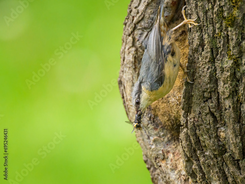 A Eurasian Nuthatch sitting on a tree