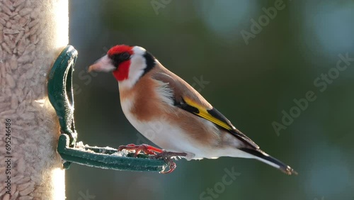 european goldfinch fly in at bird feeder Carduelis carduelis natural world norway photo