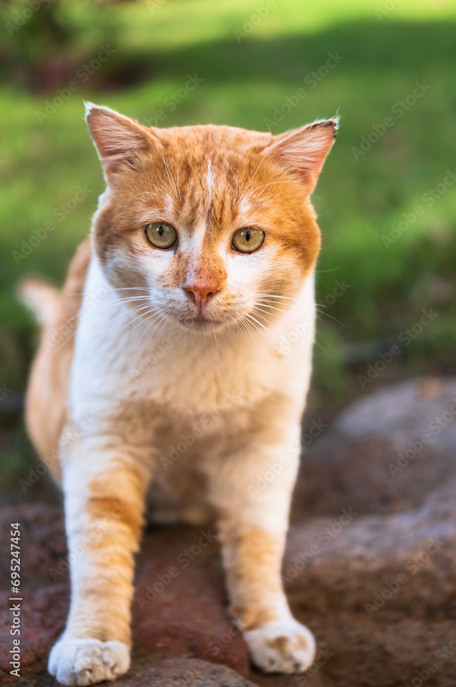 Fluffy cute red cat on a street. Red cat sitting on the road with green grass background, street photo