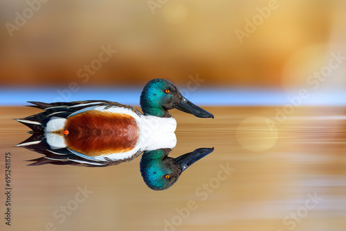 A beautiful duck swimming in a wonderful nature. Colorful nature background. Duck: Northern Shoveler. Spatula clypeata. photo