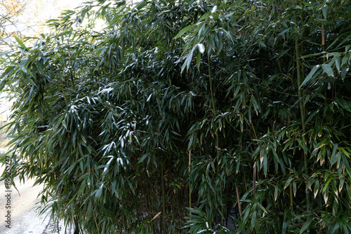 Green bamboo branches. Green bamboo bushes in winter