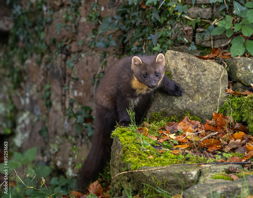 Pine marten [Martes martes]