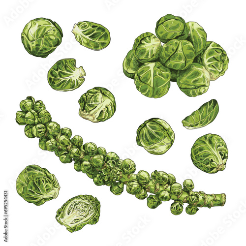 Hand drawn fresh brussels sprouts. Set sketches with whole brussels sprouts, cut in half, branch and leaves. Vector illustration isolated on white background.