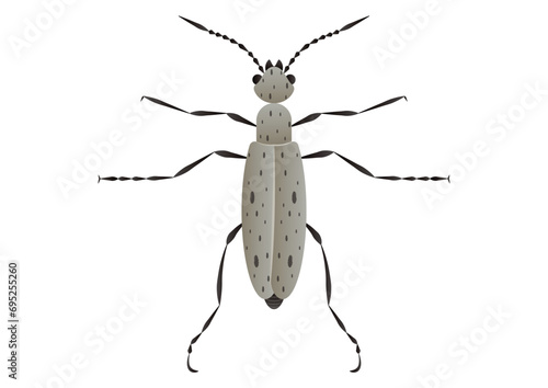 Blister Beetles Vector Art isolated on White Background