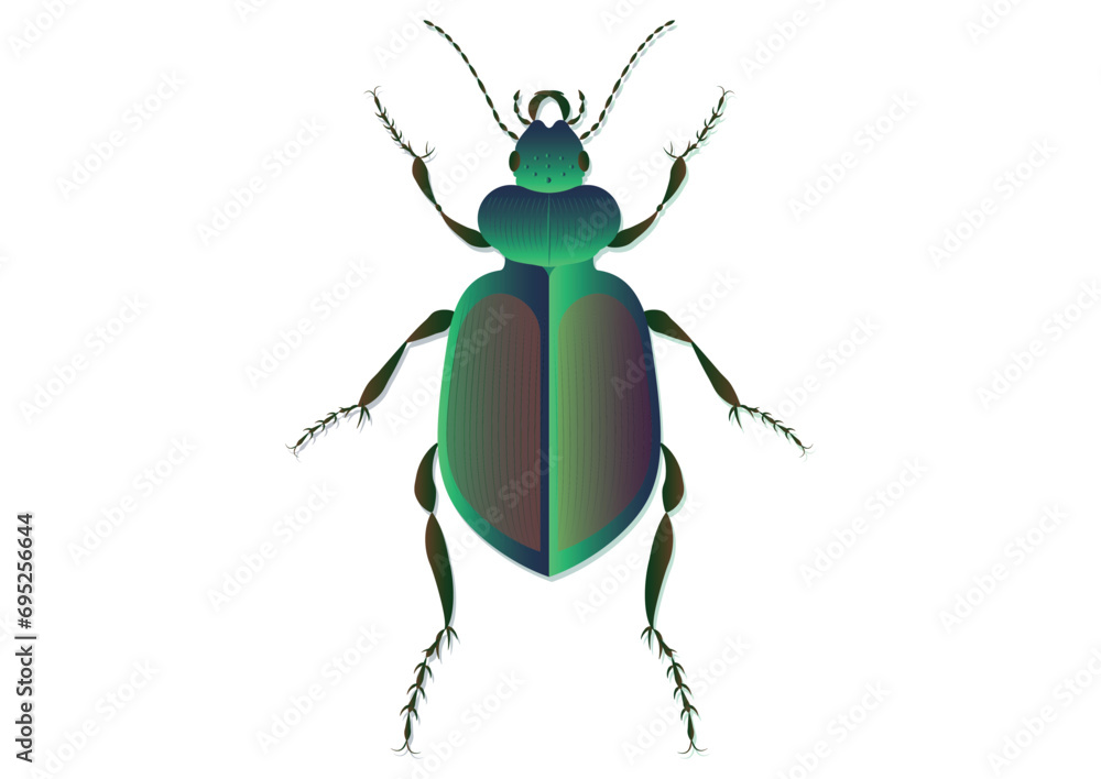 Golden Ground Beetle Vector Art isolated on White Background Golden Ground Beetle Vector Art isolated on White Background