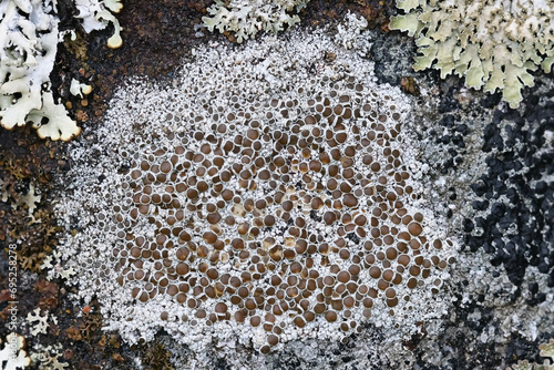 Lecanora campestris, a rim lichen growing on limestone in Finland photo