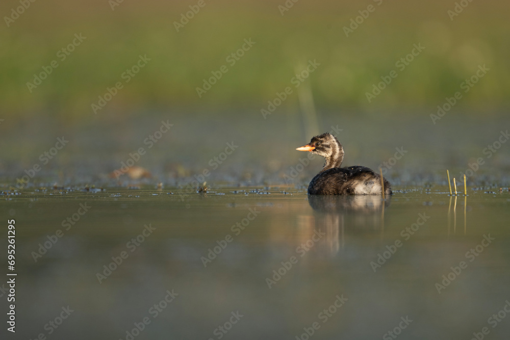 Young Bird of Little Grebe in wetland Young Bird of Little Grebe in wetland